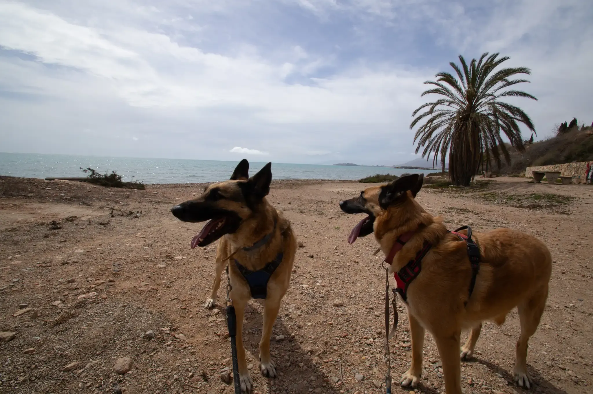 La Calera Dog Friendly Beach La Azohia